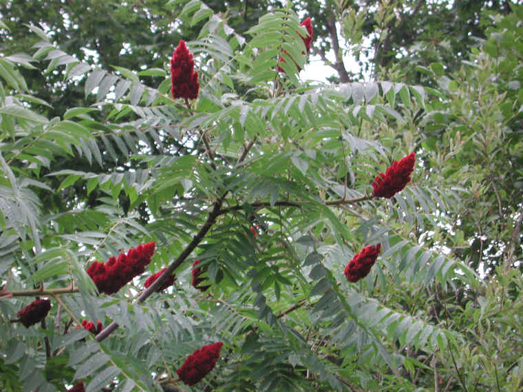 Staghorn Sumac (Rhus typhina) - 11