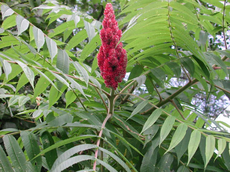 Staghorn Sumac (Rhus typhina) - 12