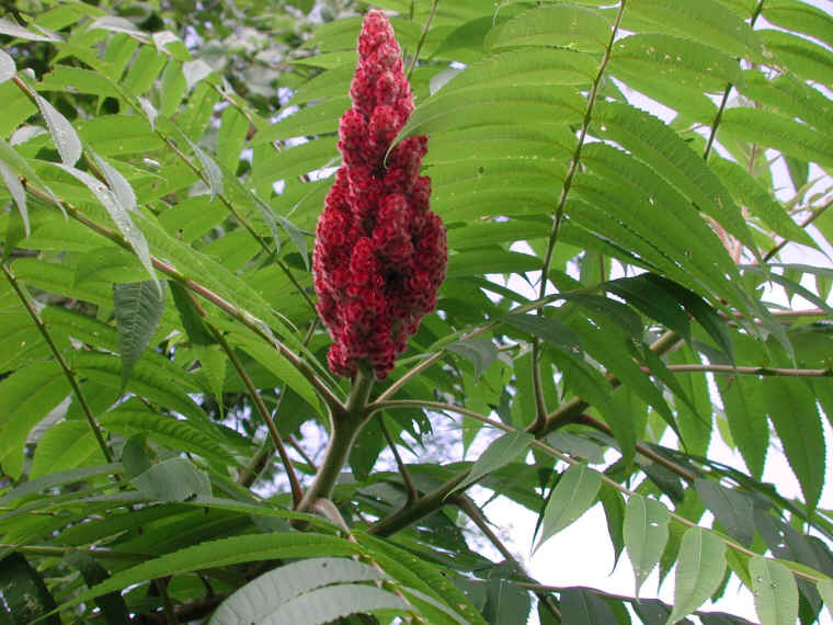 Staghorn Sumac (Rhus typhina) - 14