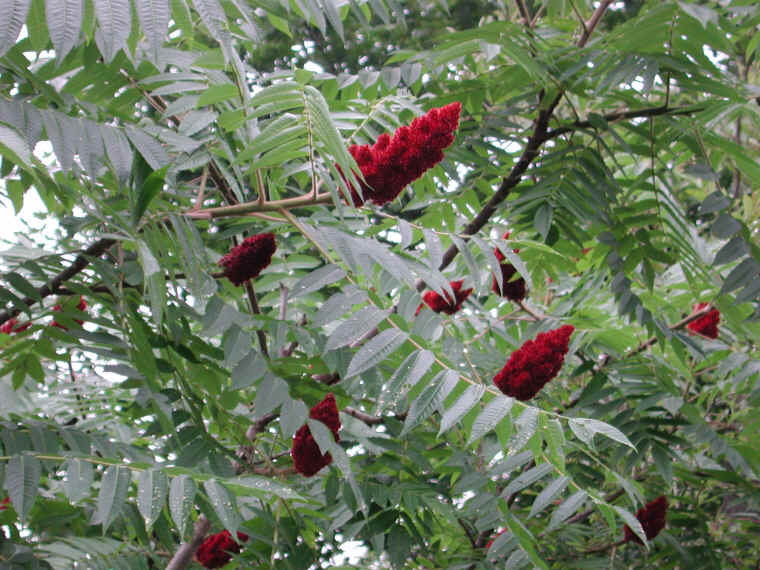 Staghorn Sumac (Rhus typhina) - 16