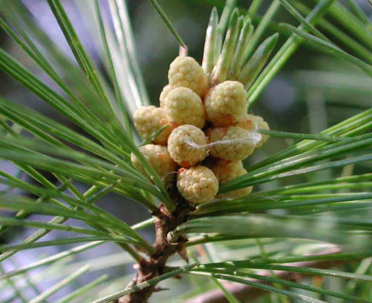 White Pine (Pinus strobus) - 02