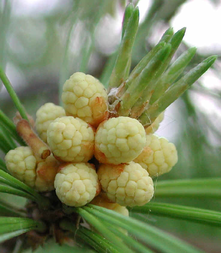 White Pine (Pinus strobus) - 03