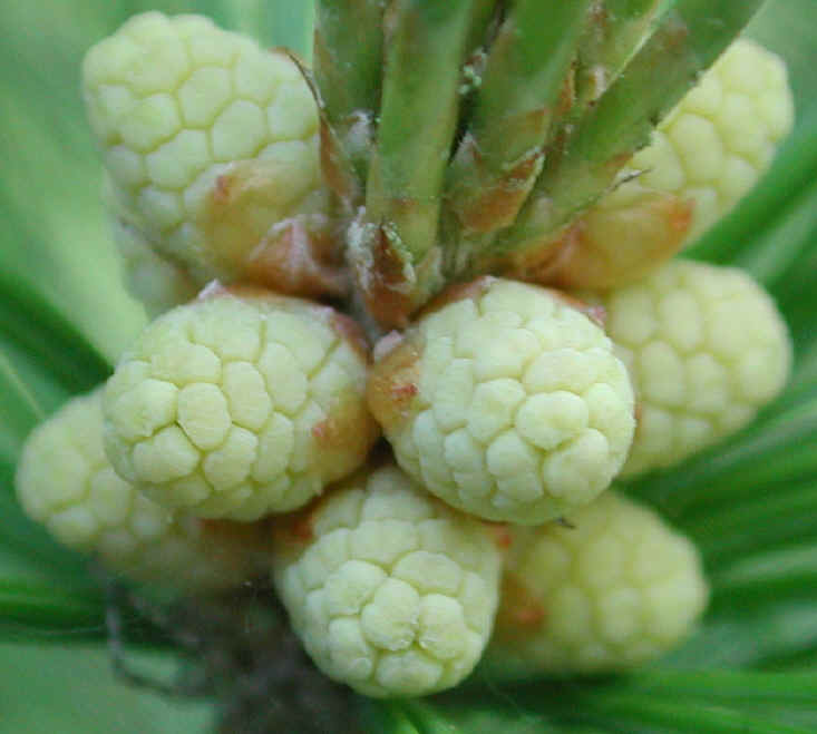 White Pine (Pinus strobus) - 04