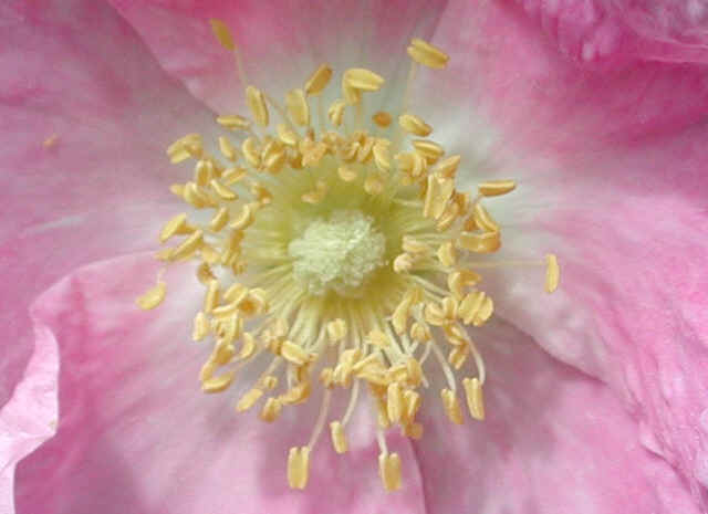 Wild Rose (Rosa carolina L. ) - 02
