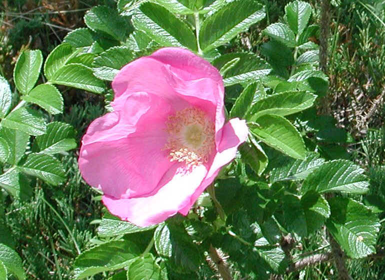 Wild Rose (Rosa Rugosa) - 08a