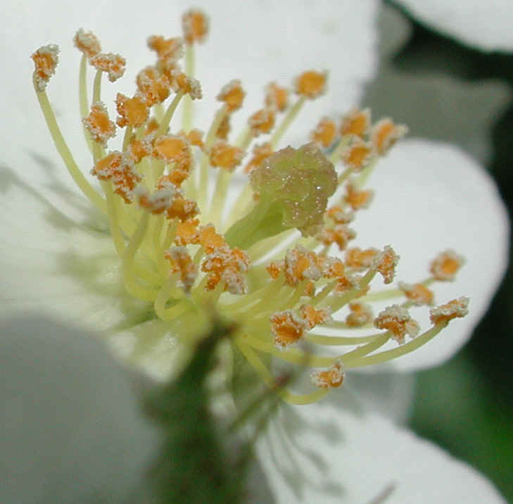 Wild Rose, Small White Rambling (Rosa multiflora) - 04