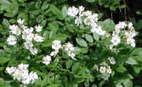 Wild Rose, Small White Rambling (Rosa multiflora) - 05