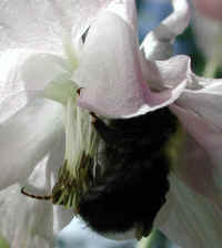 Bumble Bee (Bombus) - 02a