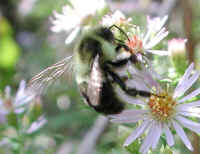 Bumble Bee (Bombus) - 03a