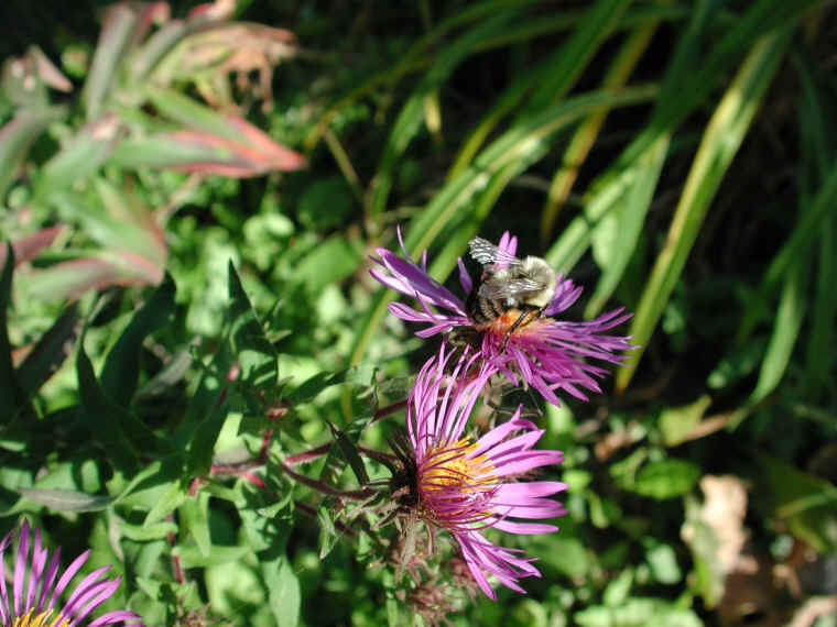 Bumble Bees (Bombus) - 04