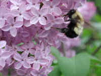 Bumble Bee (Bombus) - 05