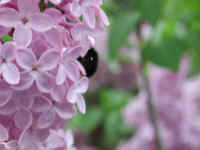 Bumble Bee (Bombus) - 06