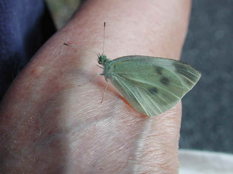 Cabbage White Butterfly (Pieris rapae) - 04