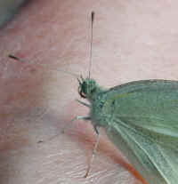 Butterfly, Cabbage White - 04a