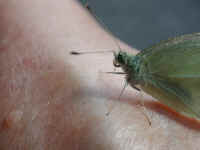 Butterfly, Cabbage White - 05