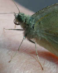 Butterfly, Cabbage White - 05a