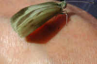 Butterfly, Cabbage White - 07