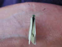 Butterfly, Cabbage White - 08