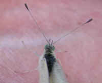 Butterfly, Cabbage White - 09
