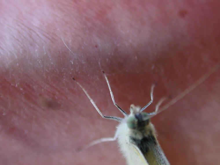 Cabbage White Butterfly (Pieris rapae) - 10
