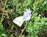 Butterfly, Cabbage White (Pieris rapae) - 12