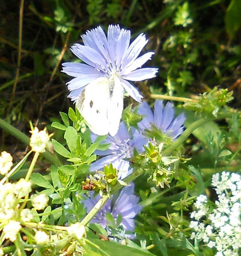 Cabbage White Butterfly - 13