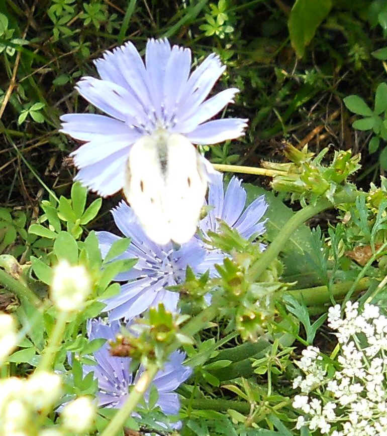 Cabbage White Butterfly - 14