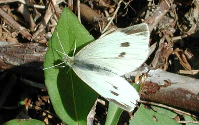 Cabbage White Butterfly (Pieris rapae) - 01