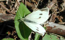 Butterfly, Cabbage White - 01