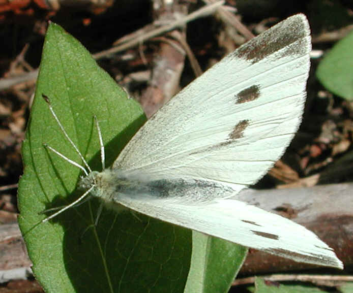 Cabbage White Butterfly (Pieris rapae) - 02