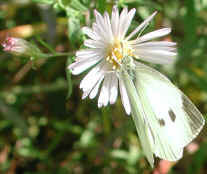 Butterfly, Cabbage White - 03