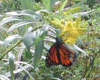 Monarch Butterfly (Danaus plexippus) - 02