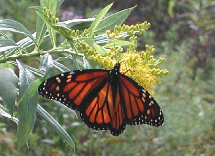 Monarch Butterfly (Danaus plexippus) - 03
