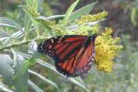 Monarch Butterfly (Danaus plexippus) - 04