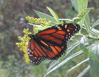 Monarch Butterfly (Danaus plexippus)