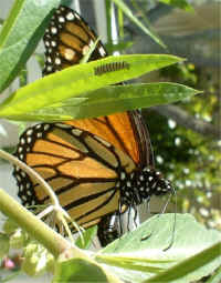 Monarch Butterfly (Danaus plexippus) - 07
