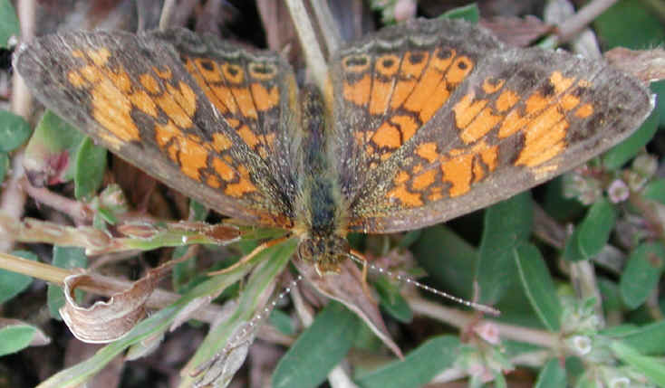 Pearl Crescent Butterfly (Phyciodes tharos) - 01