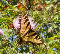 Tiger Swallowtail (Papilio glaucas) - 02