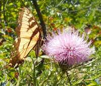 Tiger Swallowtail (Papilio glaucas) - 04