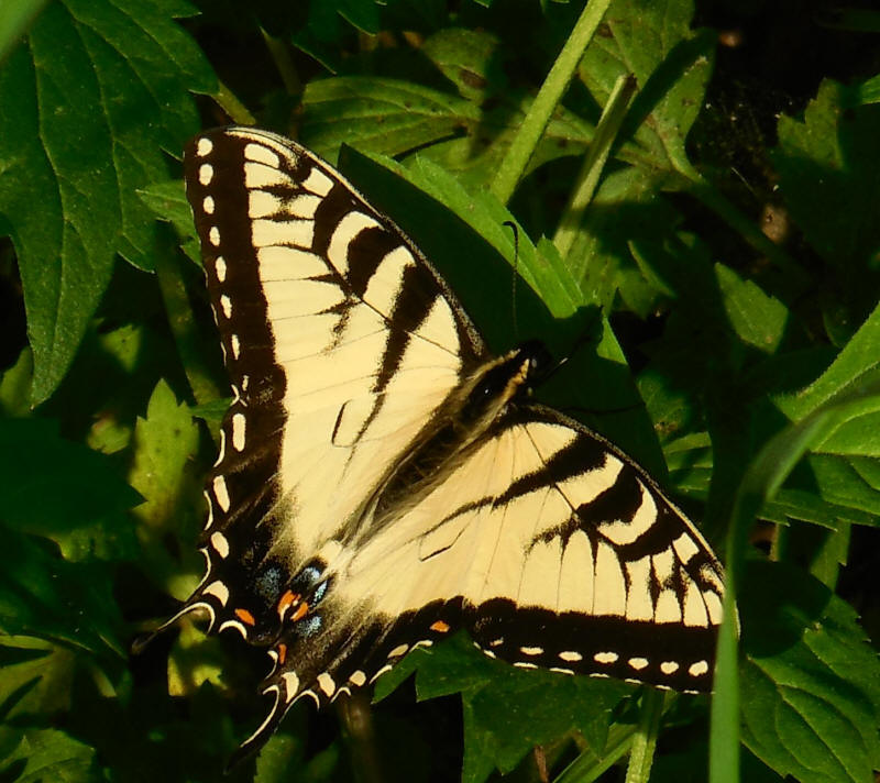 Tiger Swallowtail Butterfly - 05