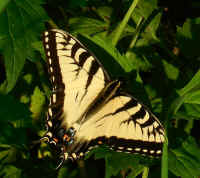 Tiger Swallowtail (Papilio glaucas) - 05