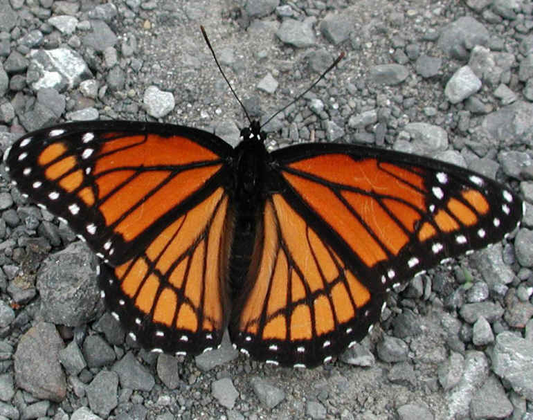 Viceroy Butterfly (Limenitis archippus) - 07