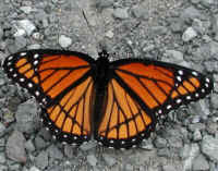 Viceroy Butterfly (Limenitis archippus) - 07