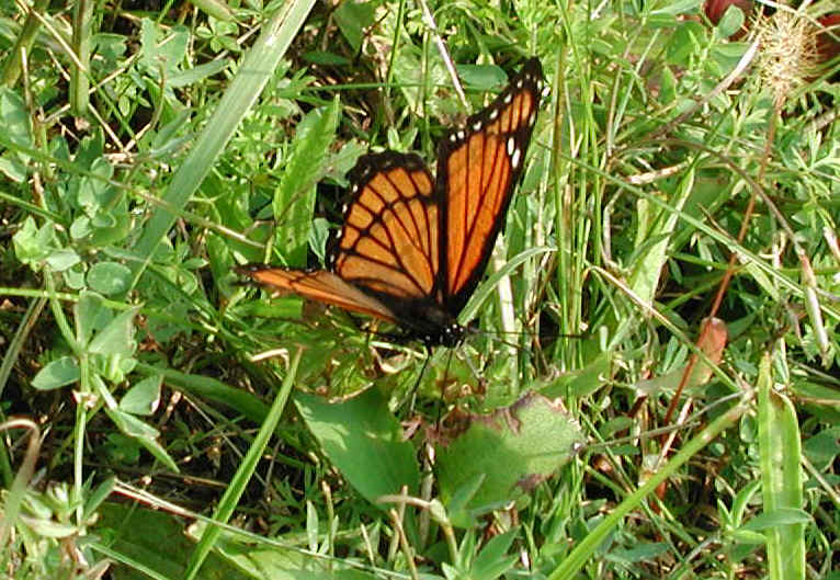 Viceroy Butterfly (Limenitis archippus) - 01