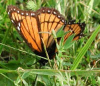 Viceroy Butterfly (Limenitis archippus)