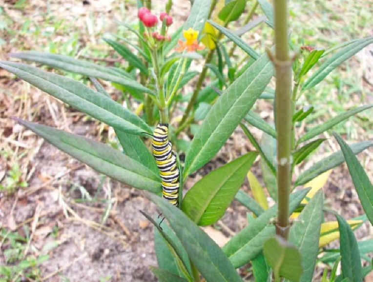 Monarch Caterpillar (Danaus plexippus) - 02
