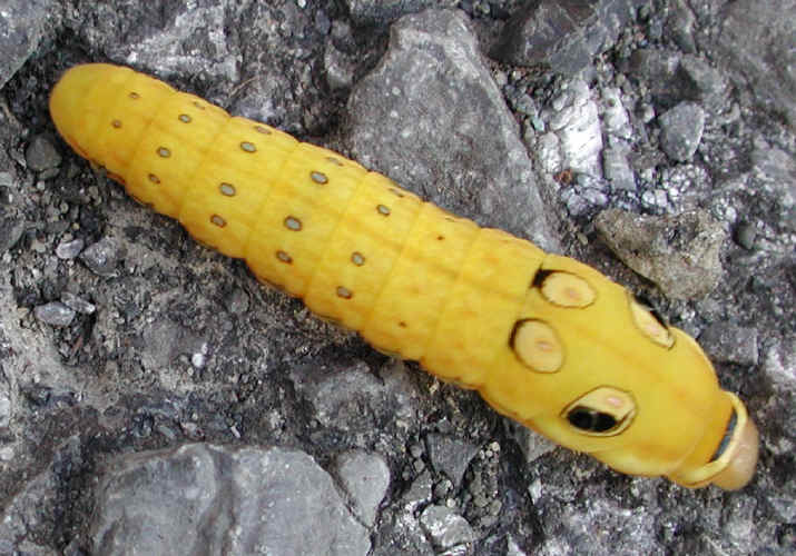 Spicebush Swallowtail Caterpillar (Papilio troilus) - 01