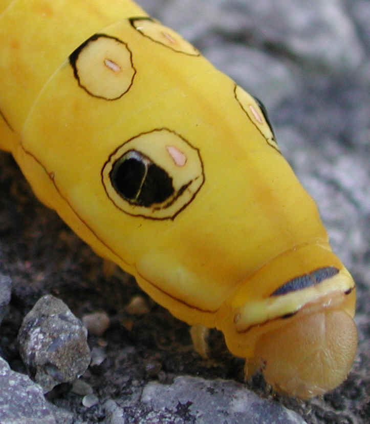 Spicebush Swallowtail Caterpillar (Papilio troilus) - 02