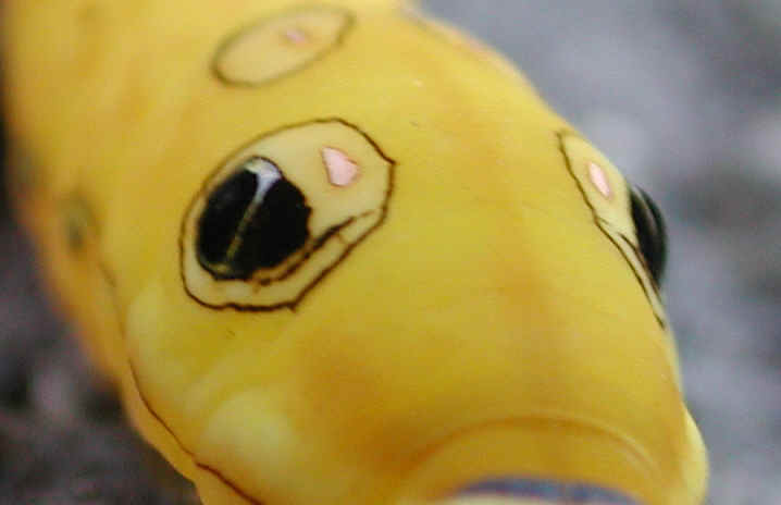 Spicebush Swallowtail Caterpillar (Papilio troilus) - 03