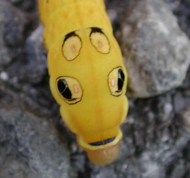 Spicebush Swallowtail Caterpillar (Papilio troilus) - 04